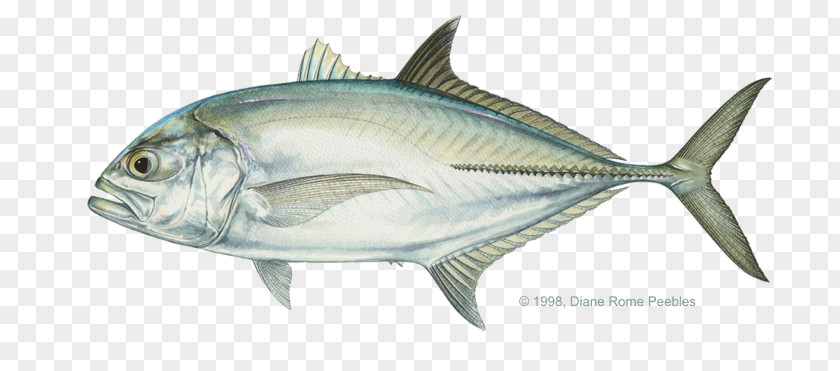 Giant Trevally Pacific Crevalle Jack Bigeye Bluefin PNG