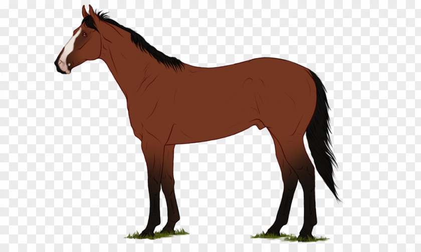 Mustang Mane Shetland Pony Foal PNG