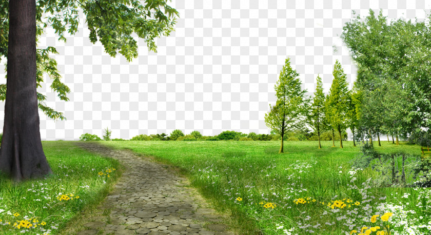 Park Meadows Free Trees To Pull Material Download Gratis Tree PNG