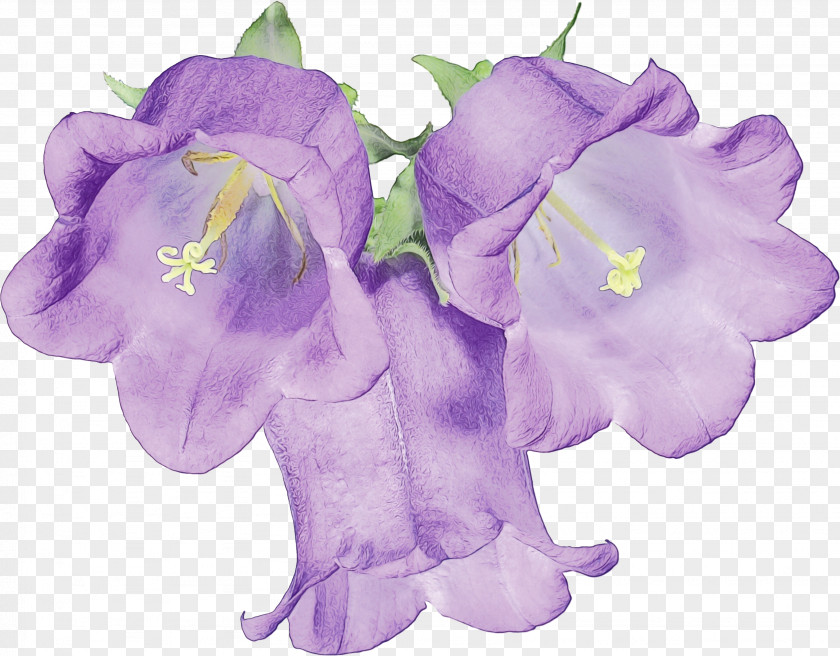 Sweet Pea Flowering Plant Lavender PNG