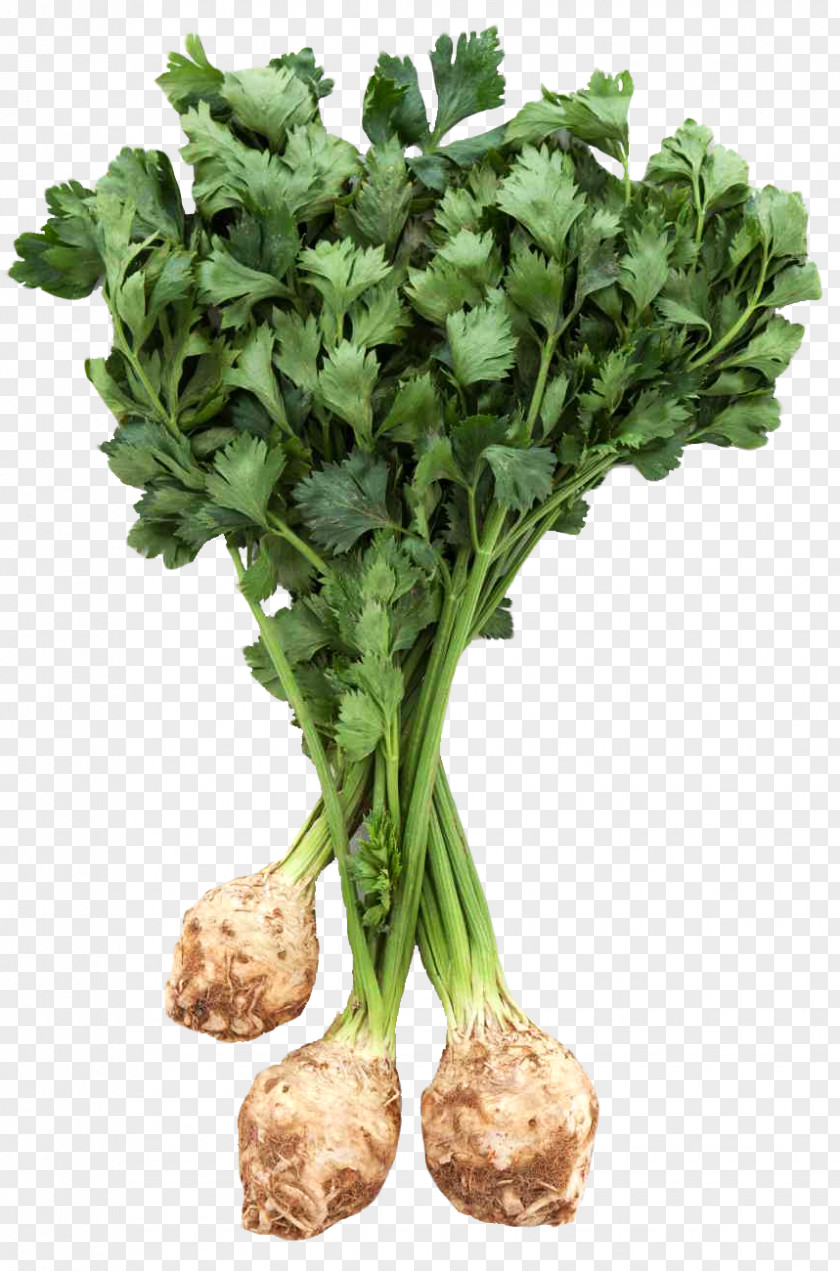 Fresh Celery Root With Leaves Celeriac Vegetable PNG