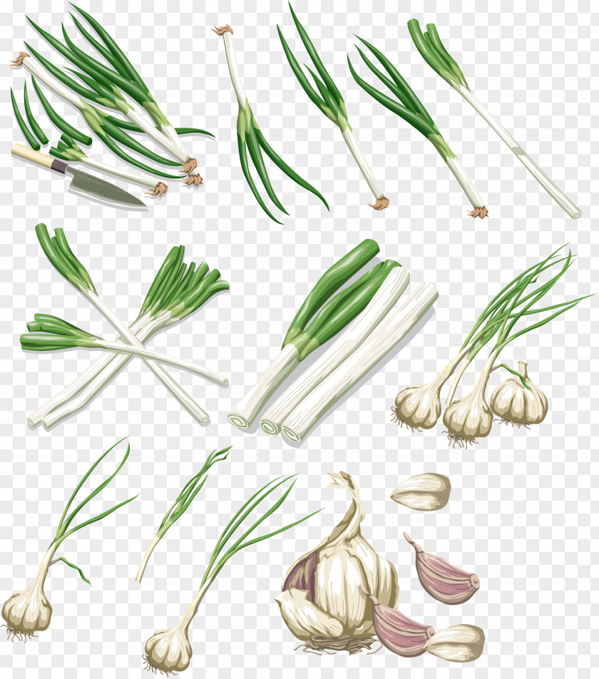Onions Vegetable Garlic Onion Allium Fistulosum PNG