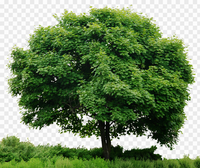 Tree In Look At Trees Clip Art PNG