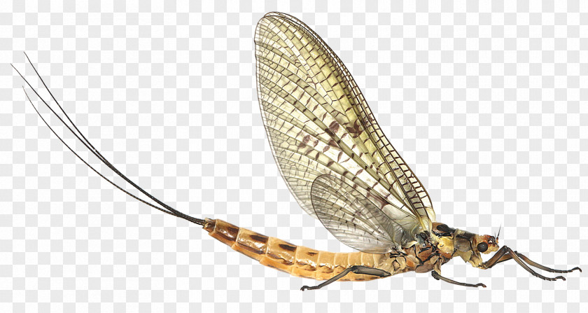 A Pterygota Mayfly River Test Stoneflies Chalk Stream PNG