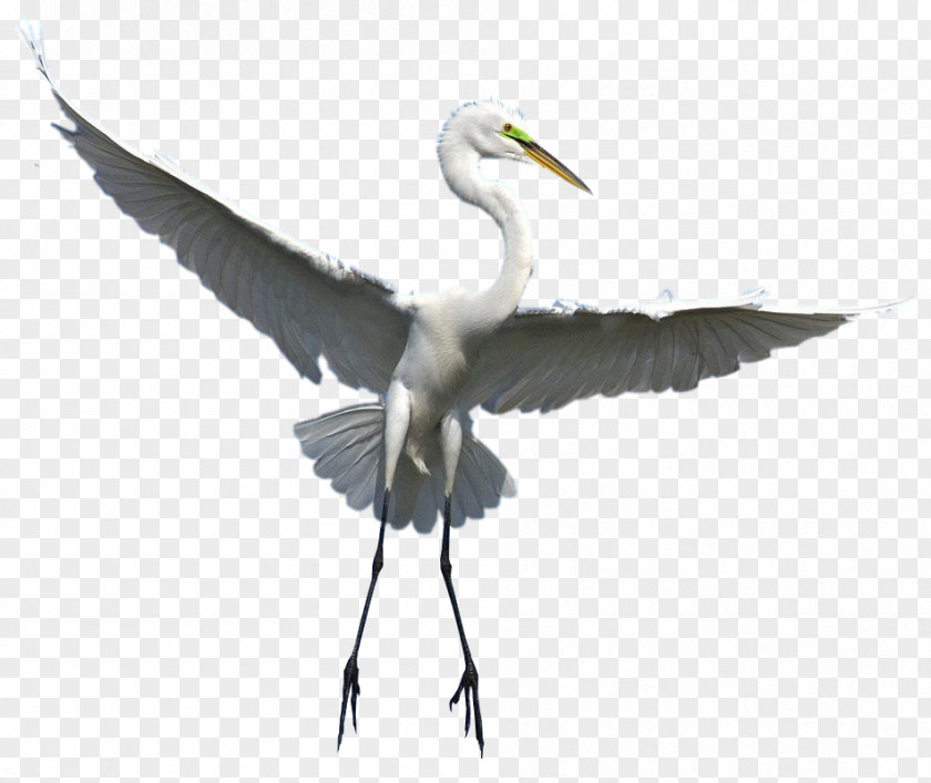 Bird Great Egret Crane Wader PNG