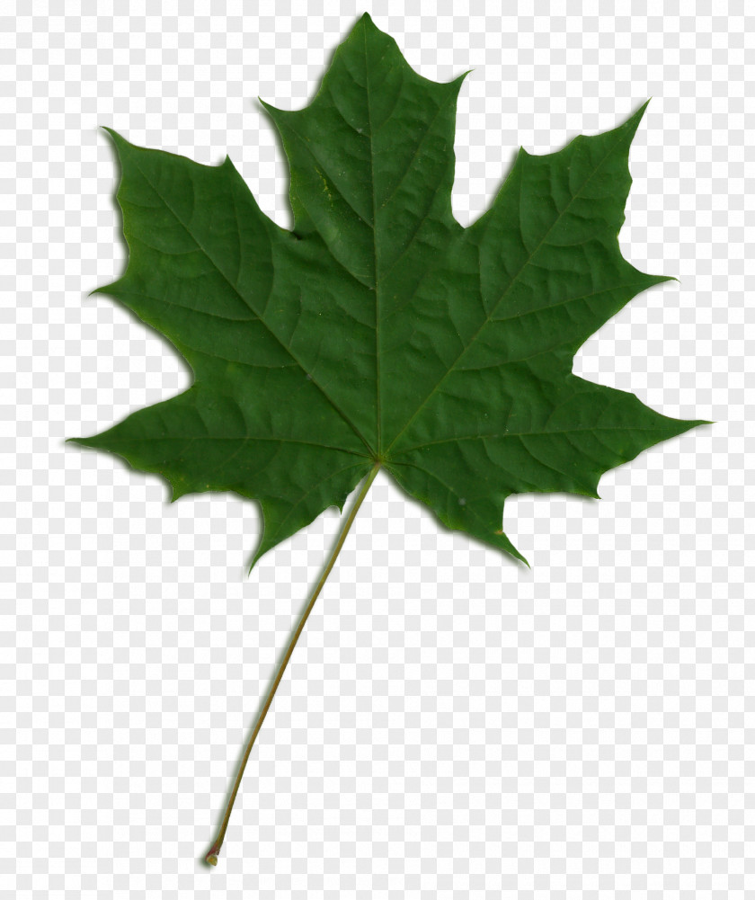 Leaf Sycamore Maple Norway PNG
