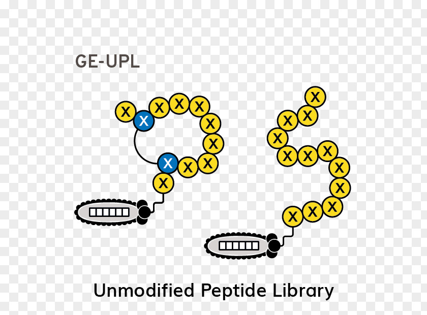 Linear Clipart Peptide Phage Display Library Genetics Brand PNG