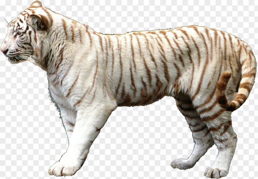 Lion Felidae Cat Leopard Tigerin Unter Palmen PNG