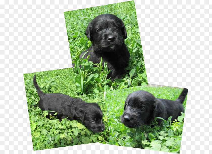 Puppy Schnoodle Miniature Schnauzer Flat-Coated Retriever Cesky Terrier Portuguese Water Dog PNG