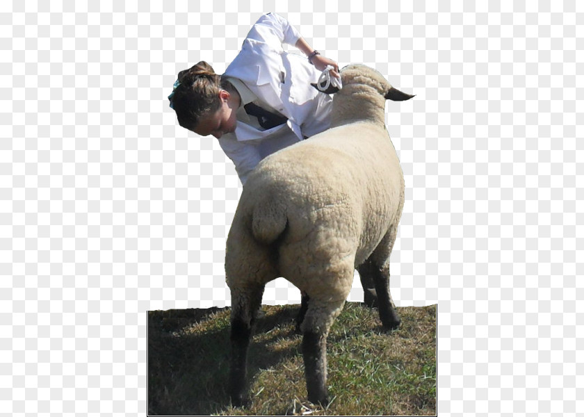 Show Results Hampshire Sheep Liskeard Prize PNG