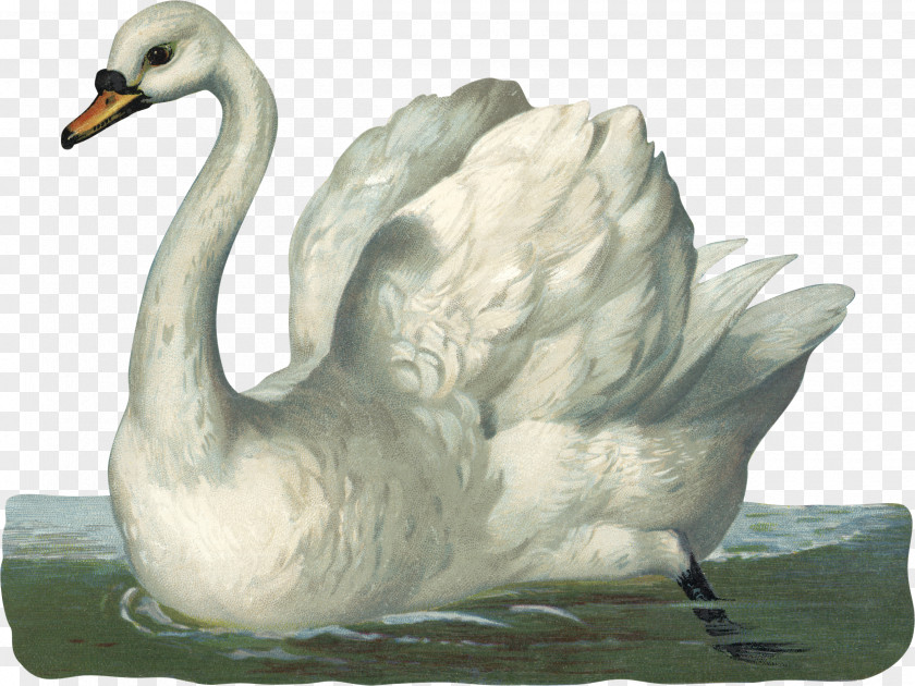 Swan Mute Duck Bird Black Drawing PNG