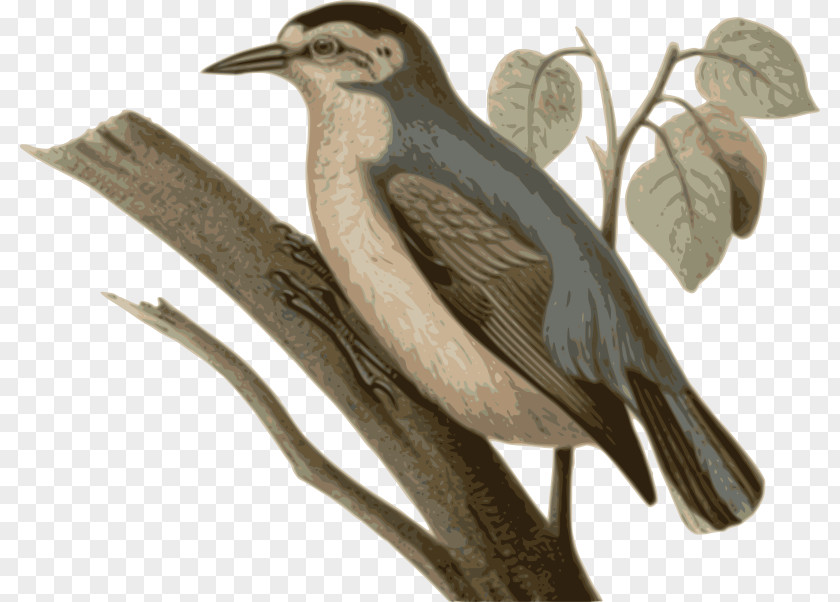 Bird Chinese Nuthatch Feather Beak PNG