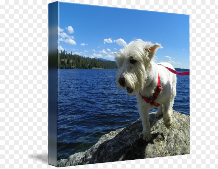 Dog Fun West Highland White Terrier Breed Companion Snout PNG