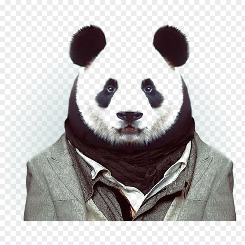 Panda Zoo Portraits Fashion Photography Animal PNG