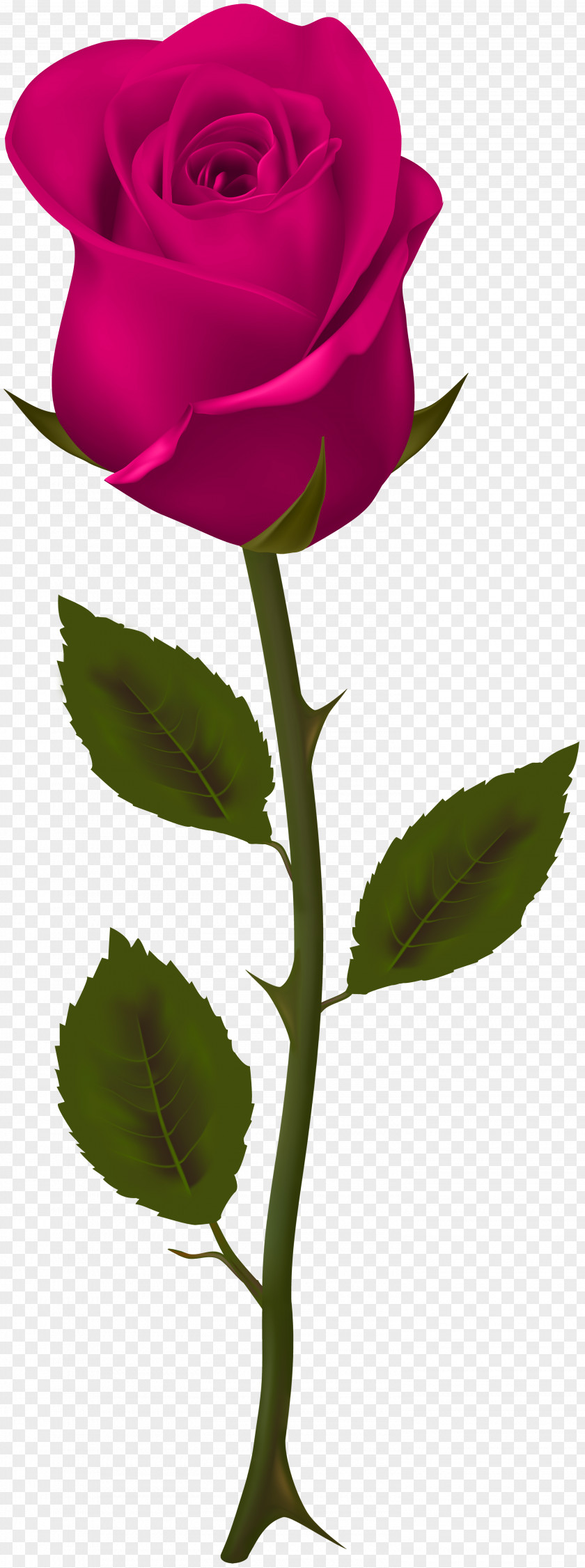 Roese Streamer Rose Image Clip Art Pink PNG