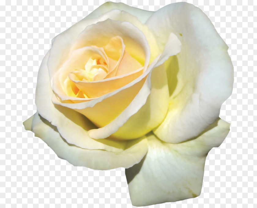 Starlight Element Garden Roses Cabbage Rose Floribunda Flower PNG