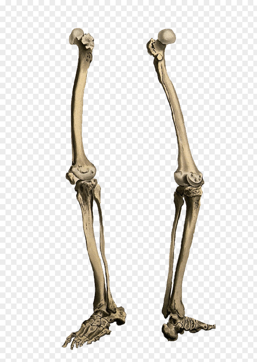 Human Skeleton Bone Leg PNG skeleton Leg, legs clipart PNG