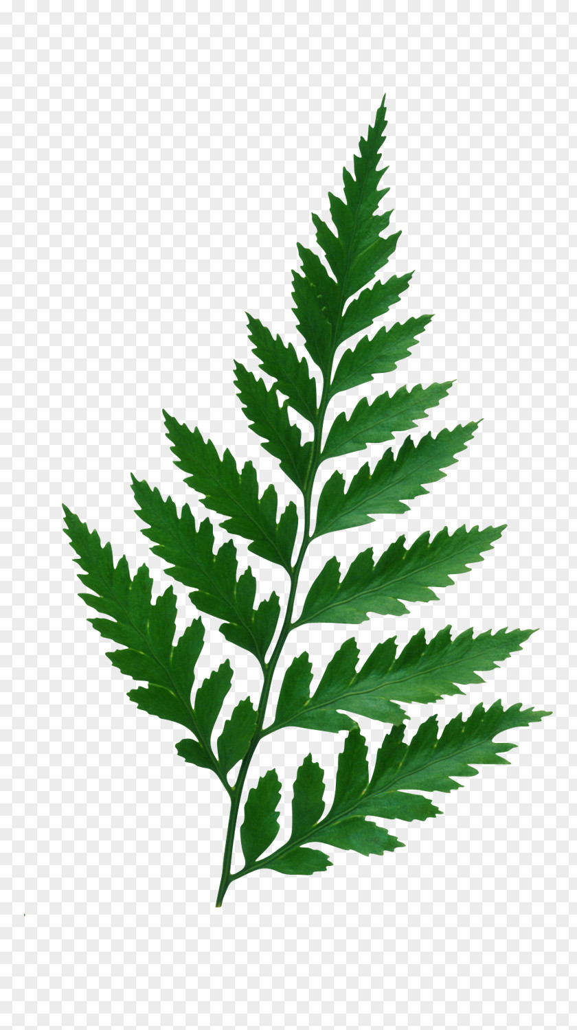 Leafs Leaf Plant Albom Clip Art PNG