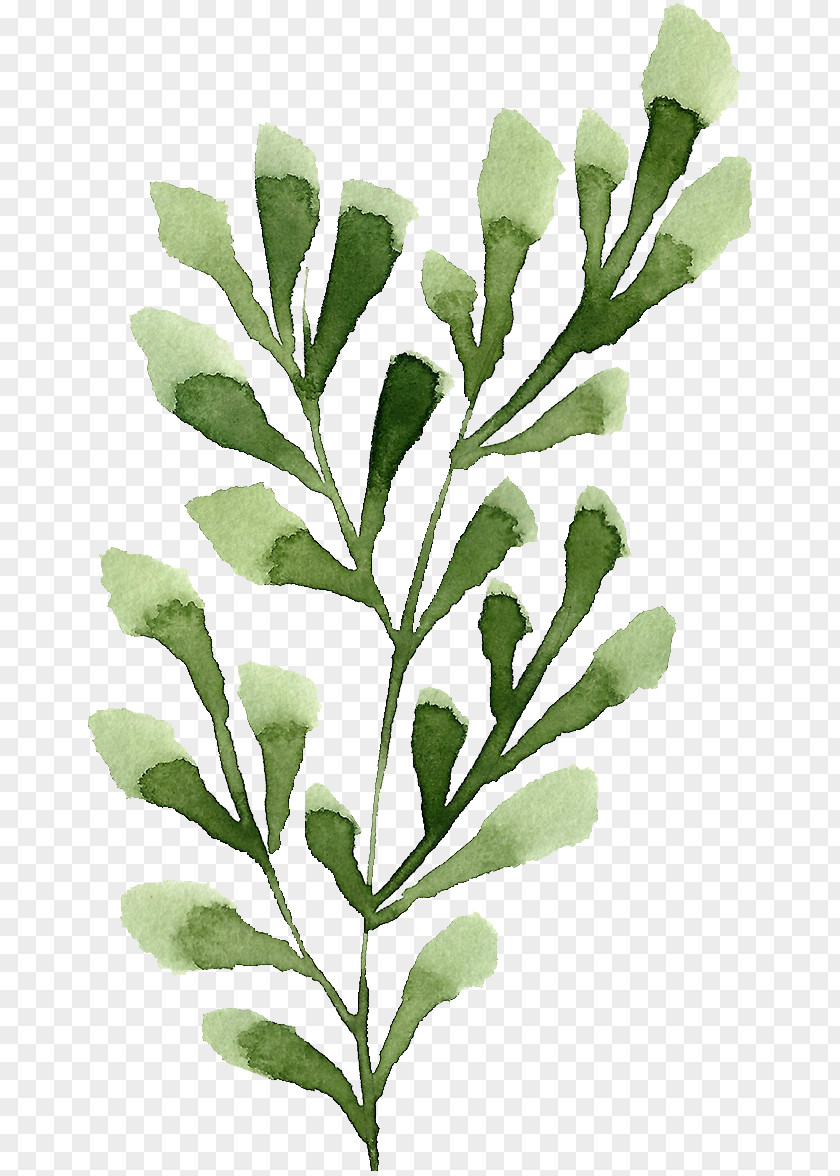 Leaves Leaf Twig Plant Stem PNG