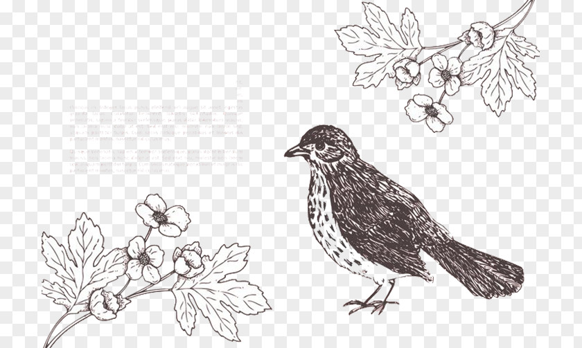 Line Drawing Bird Sparrow Magpie Euclidean Vector Flower Eurasian PNG