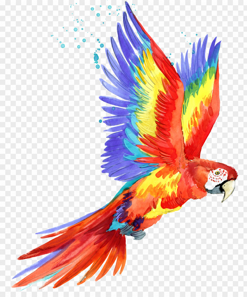 Parrot Macaw Bird Image Illustration PNG