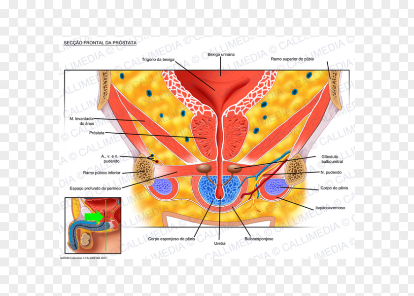 Prostate Gland Urinary Bladder Anatomy Genitourinary System Sagittal Plane PNG