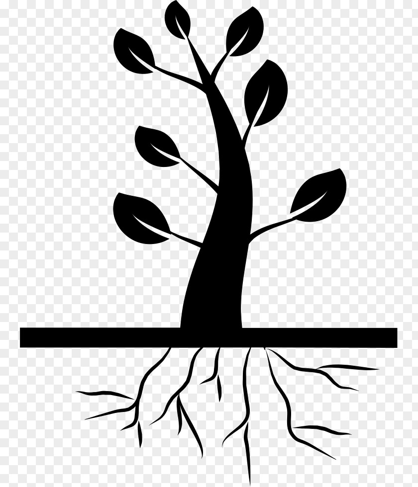 Tree Root Clip Art PNG