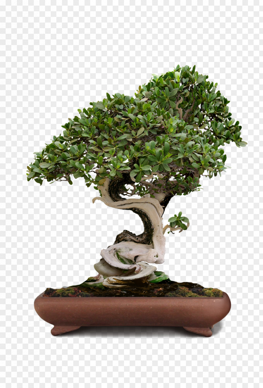 Tree Zimmerbonsai Serissa Rhododendron Indicum PNG