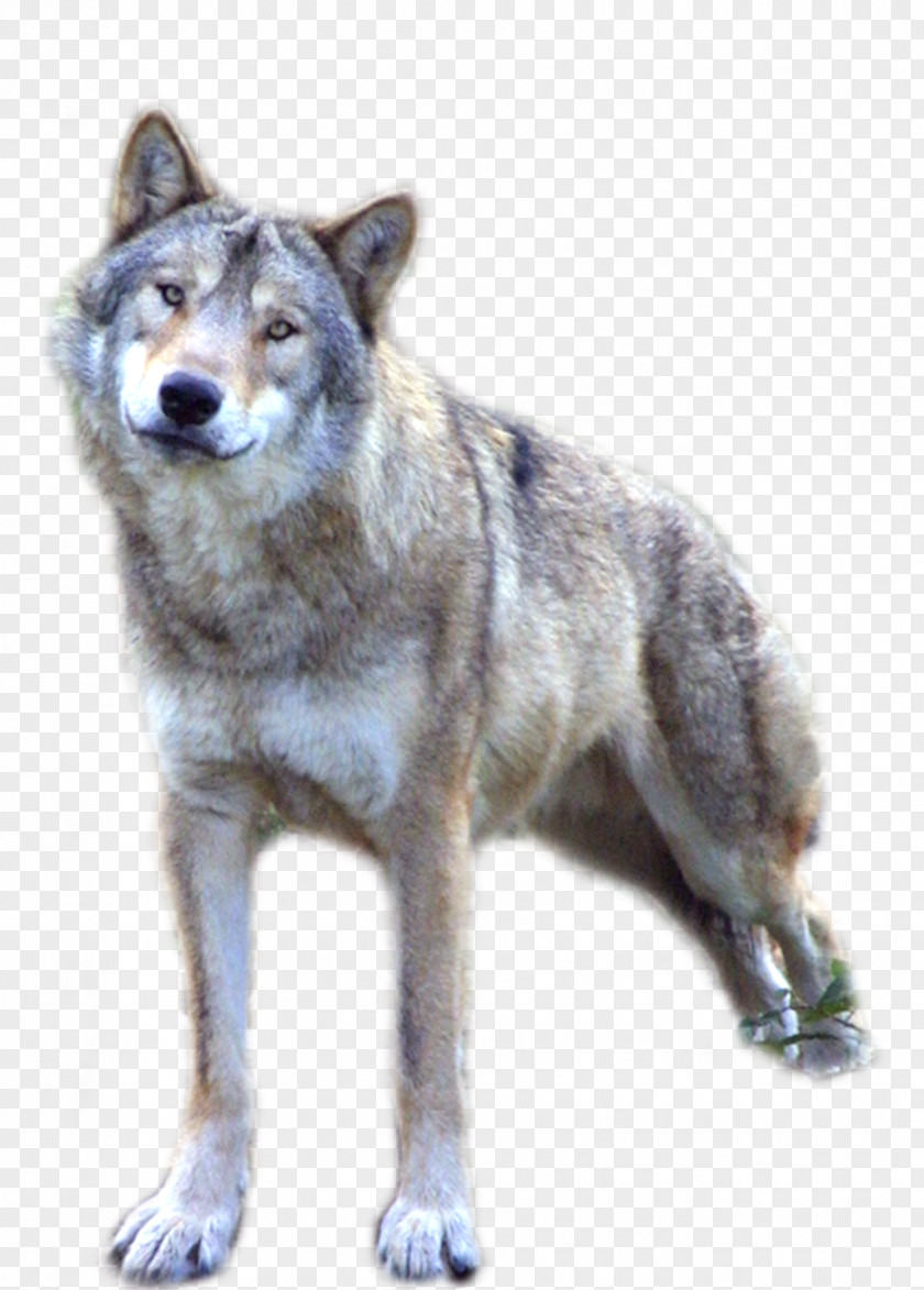 Wolf Dog Ethiopian Clip Art PNG