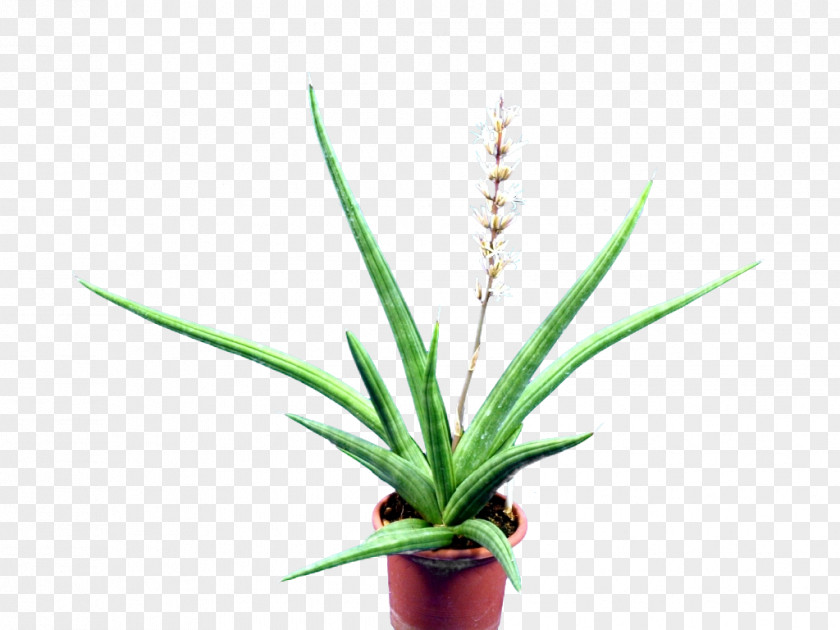 Aloe Sansevieria Embryophyta Succulent Plant Cactaceae PNG