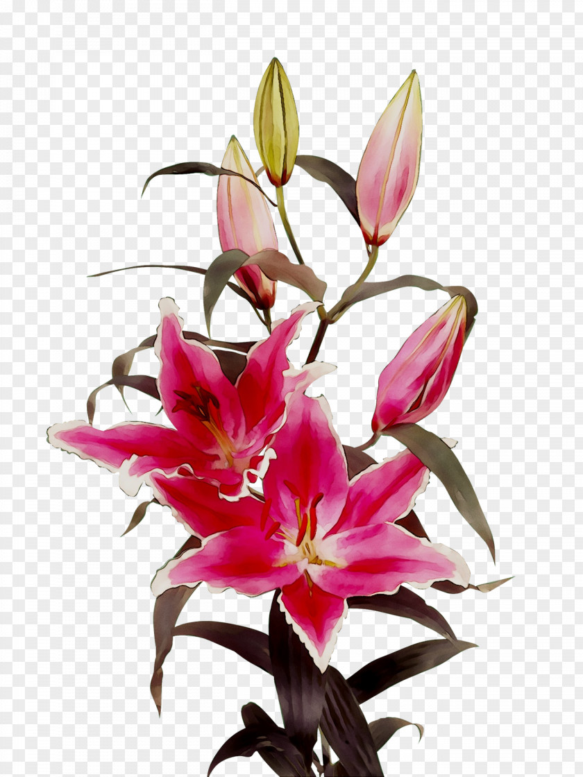 Floristry Cut Flowers Petal Pink M PNG