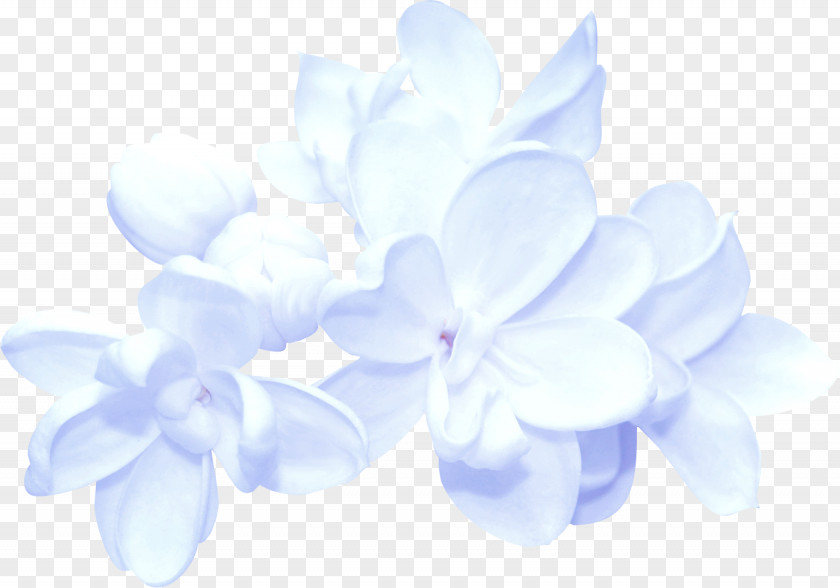 Flower Blue PNG