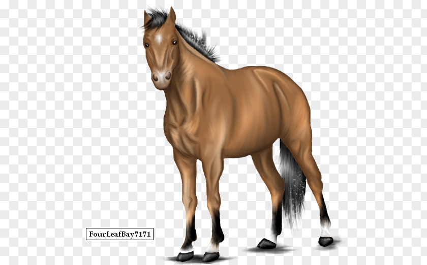 Mustang Foal Stallion Mare Colt PNG