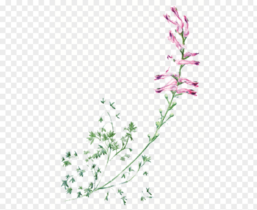 Purple Lily Of The Valley Flower Violet PNG