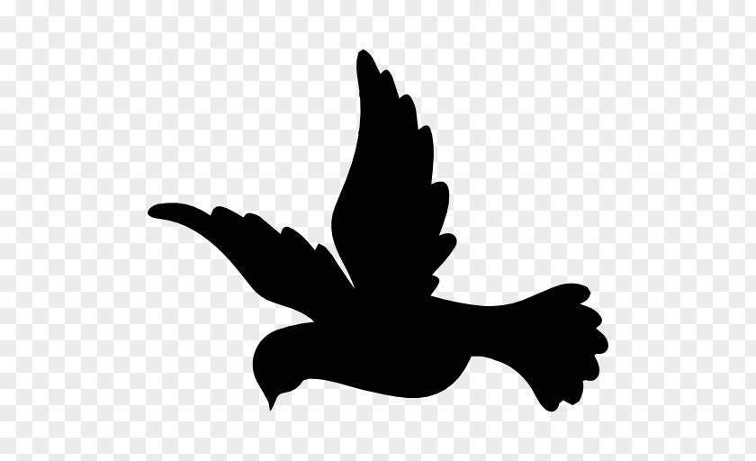 Bird Flight Columbidae Domestic Pigeon PNG