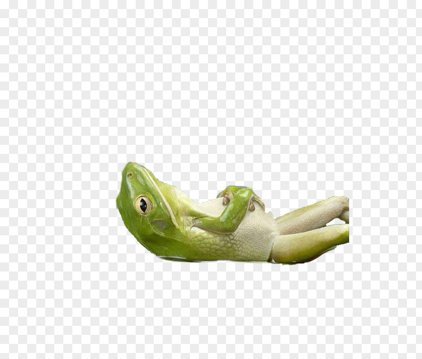 Frog Tree True Reptile Relax, Take It Easy PNG