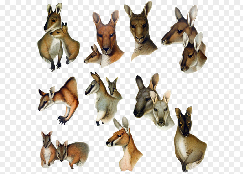 Kangaroo Macropodidae Deer Animal Dog PNG