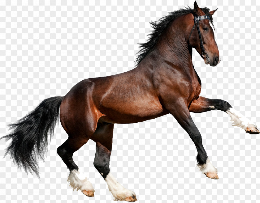 U Clydesdale Horse Gallop Equestrian Stock Photography Bay PNG