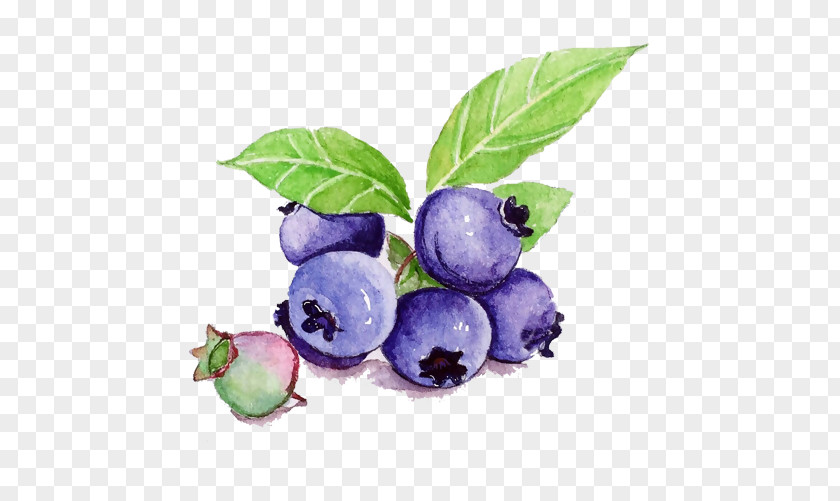 Bluberries Design Element Illustration Fruit Juice Painting PNG
