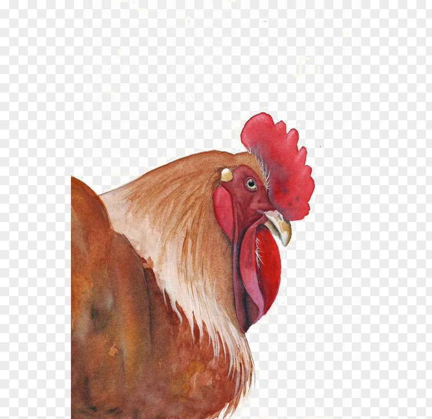 Cock Rooster Chicken Watercolor Painting Art PNG