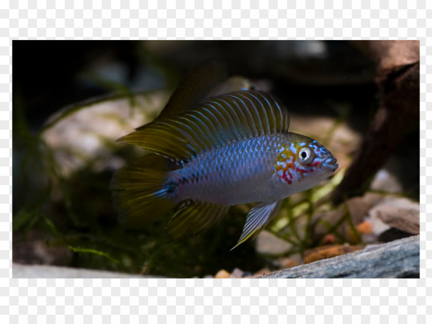 Fish Yellow Dwarf Cichlid Agassiz's Cockatoo Nannacara PNG