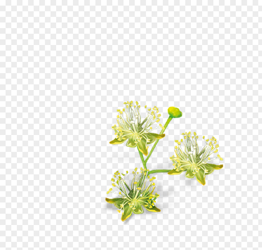 Flower Lindens Cut Flowers Petal Ezki-ur PNG