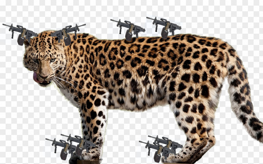 Jaguar Felidae Cheetah African Leopard PNG