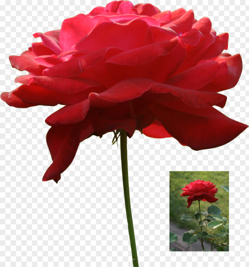 Nexu Garden Roses Cabbage Rose Floribunda DeviantArt PNG