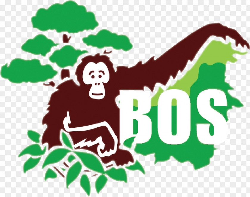 Orang Utan Borneo Orangutan Survival Bornean Chimpanzee Samboja Lestari PNG
