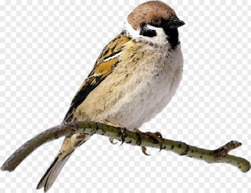 Sparrow House Clip Art Openclipart PNG