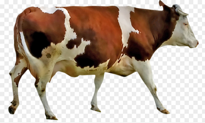 Beefsteak Beef Cattle Milk Anatomy Livestock Dairy PNG