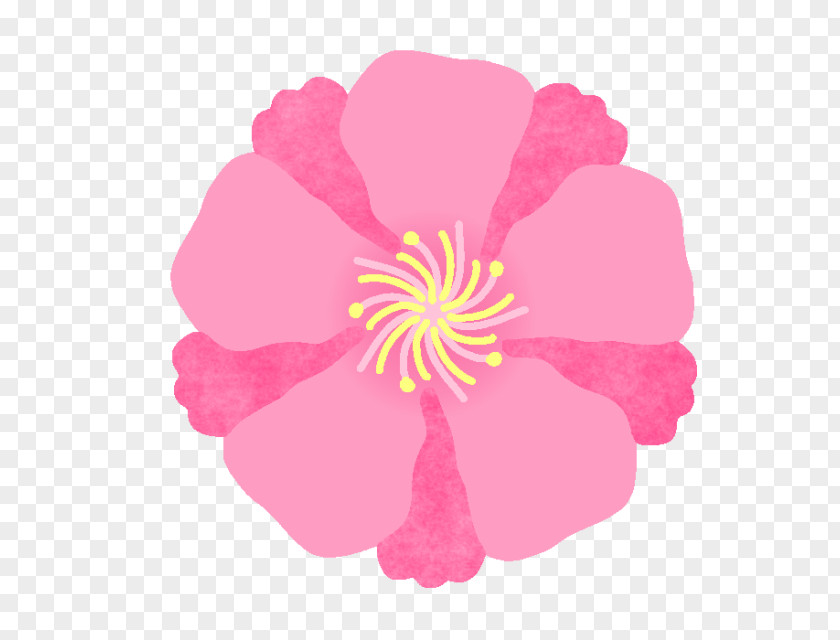 Camellia Sasanqua Illustration Japanese Illustrator Design PNG