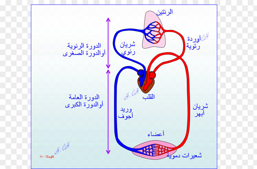 Circulatory System Line Organism Point Angle PNG