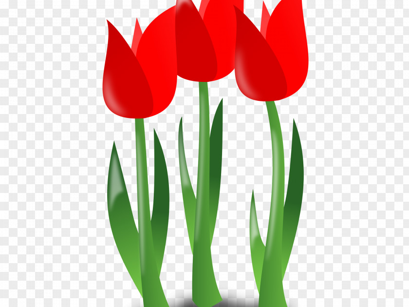 Lily Family Coquelicot Background Day PNG